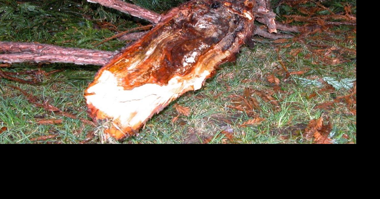 Multi-top coastal redwoods: A pruning strategy | Home & Gardening ...