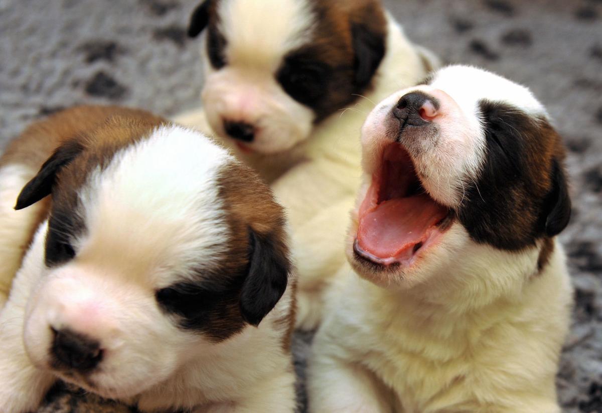 Two-week-old puppies play on June 4, 2009