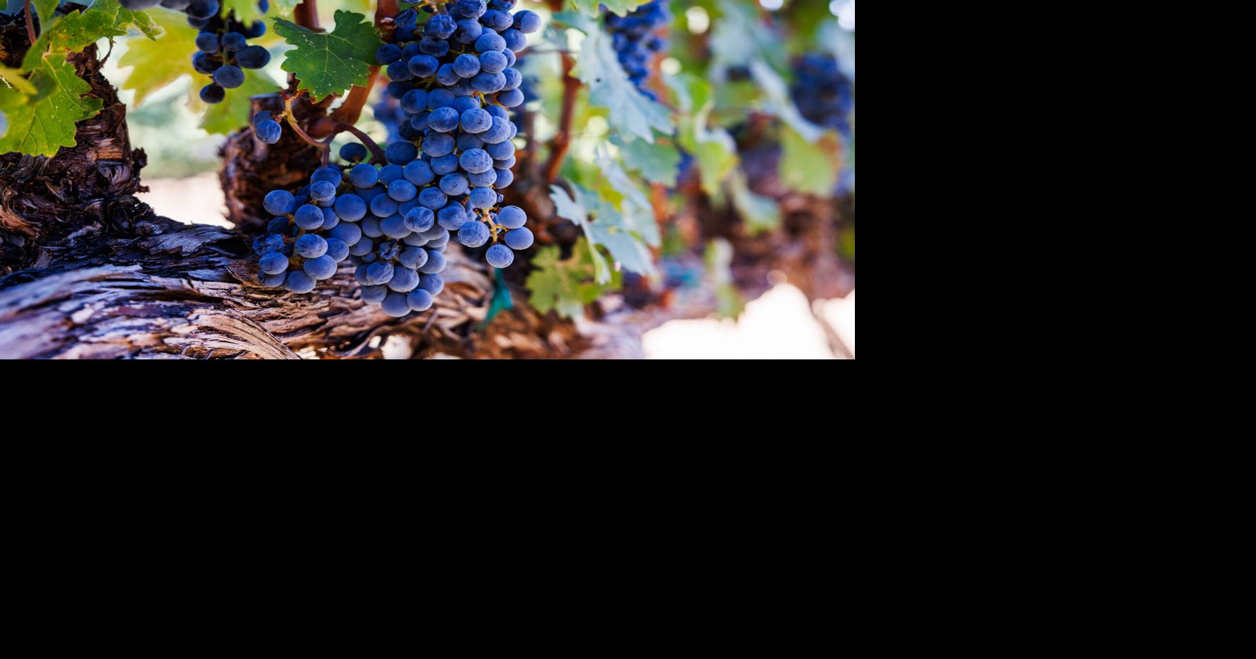 AXR Napa Valley Winery secures growth approvals for historic site