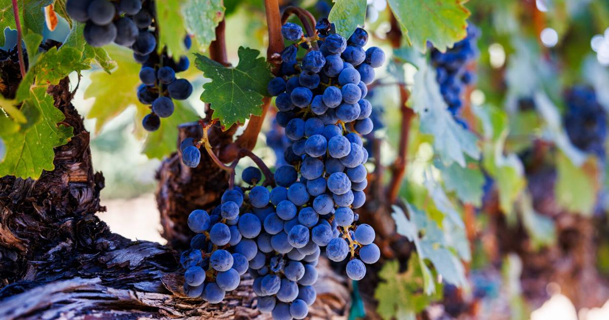 AXR Napa Valley Winery secures growth approvals for historic site