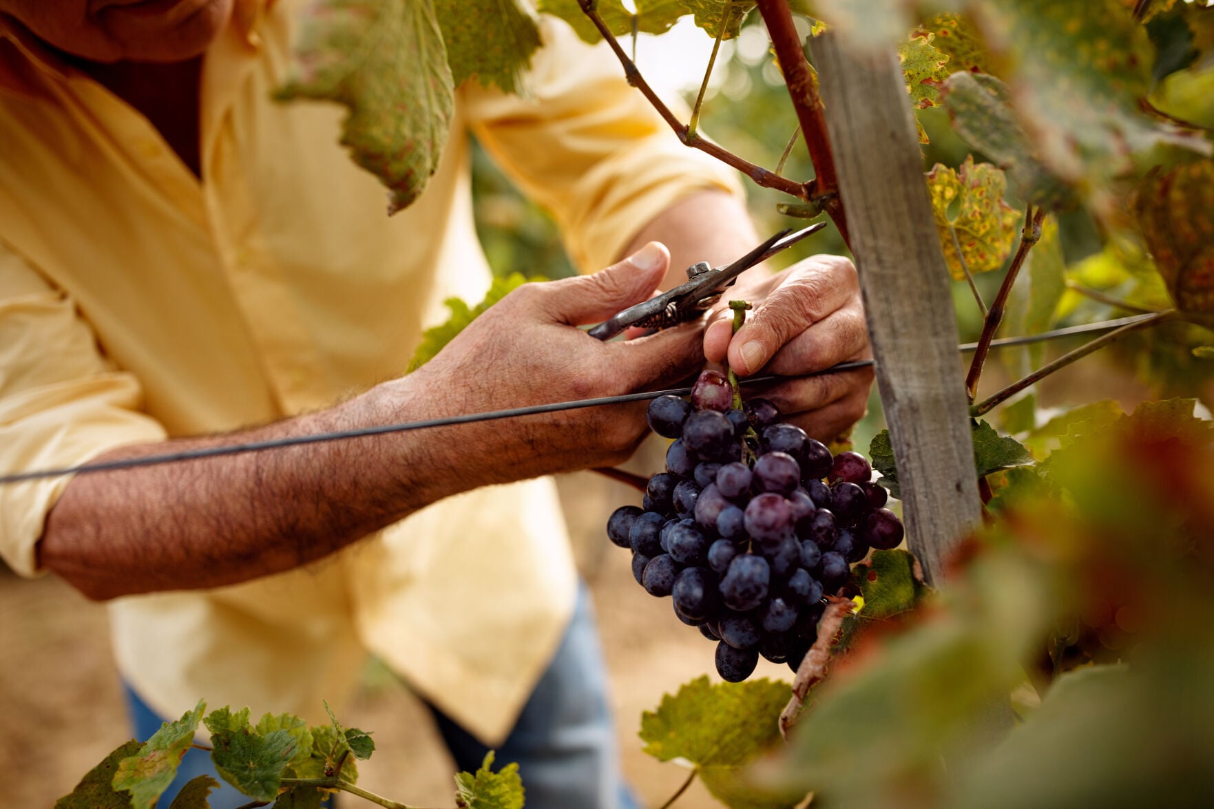 napavalleyregister.com - Michelle Benvenuto - Winegrowers of Napa County: Vested interest: How Napa's whole community has a stake in wine