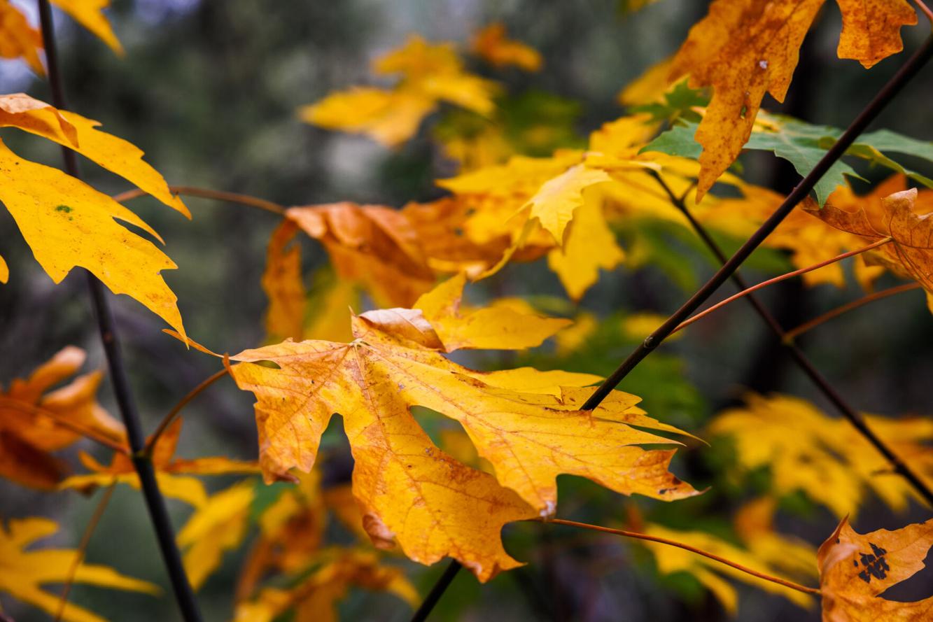 Napa group Hiking with Pride fosters friendship on the trail
