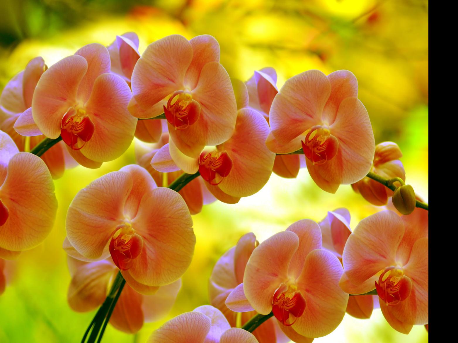 Orchids On Display At Annual Show And Sale Oct 5 And 6 Home And Garden Napavalleyregister Com