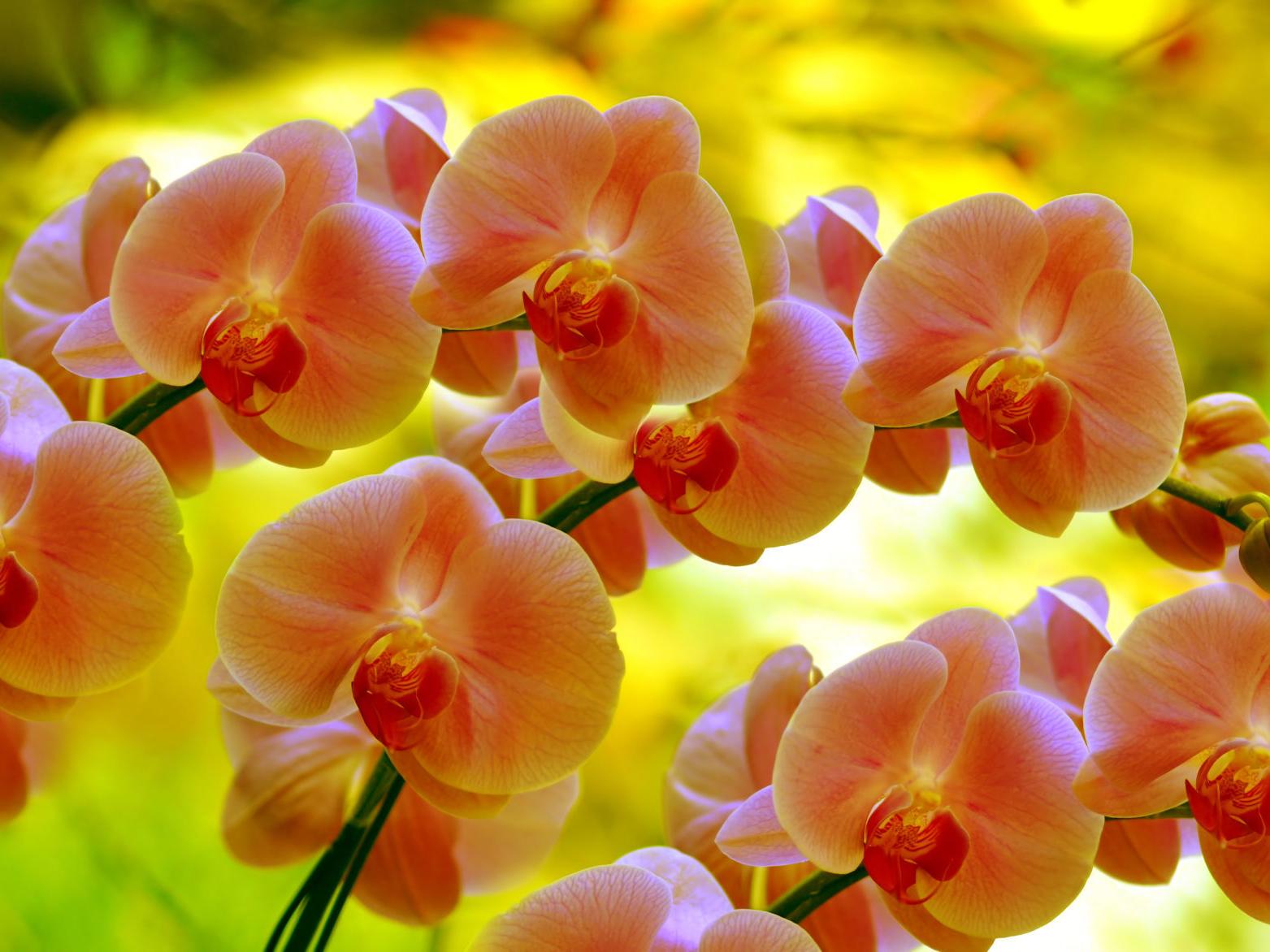 Orchids On Display At Annual Show And Sale Oct 5 And 6 Home And Garden Napavalleyregister Com