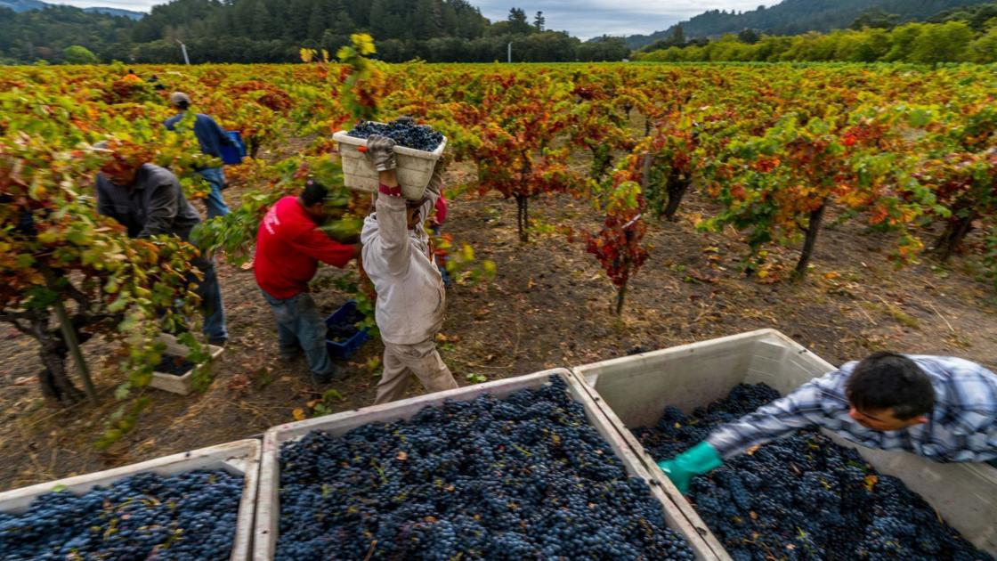 Napa Valley Harvest Report In Full Swing News