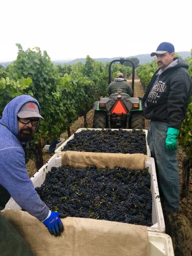 Pinot Noir harvest at Trefethen