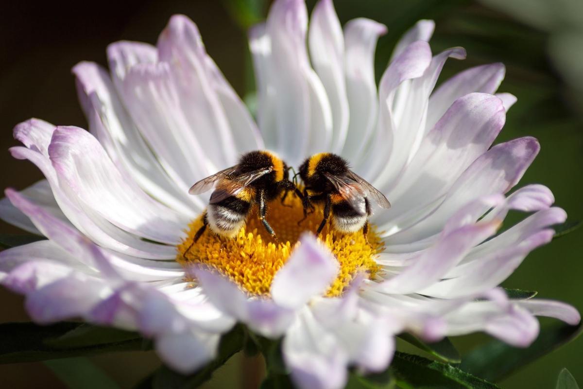Bumblebees