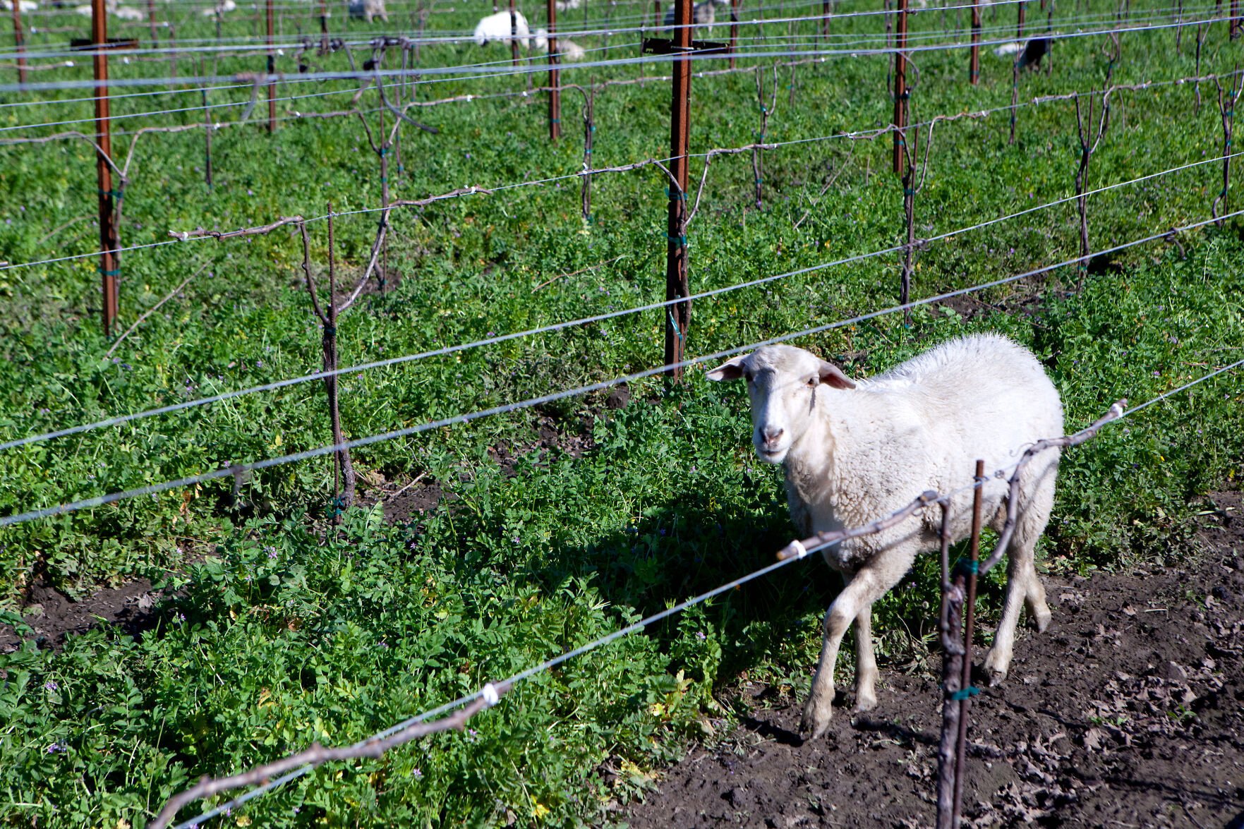 napavalleyregister.com - KEITH COUSINS keith.cousins@napanews.com - One Block Challenge brings regenerative push to Napa Valley