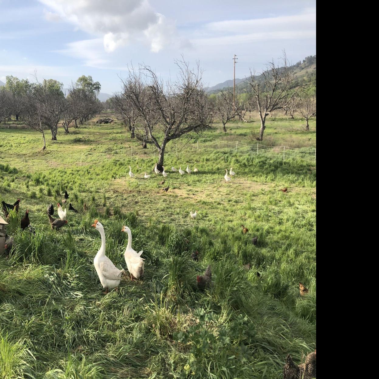 Napa Farmers Market The Truths About Farming Freshly Picked Napavalleyregister Com