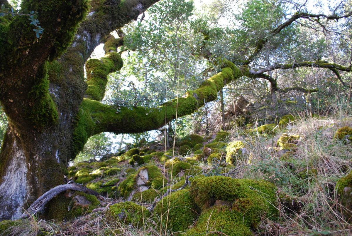 Oak removal permit program in Watershed Initiative