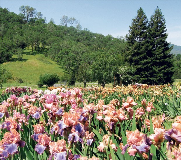 Napa County Iris Gardens opens to the public during bloom season | Home