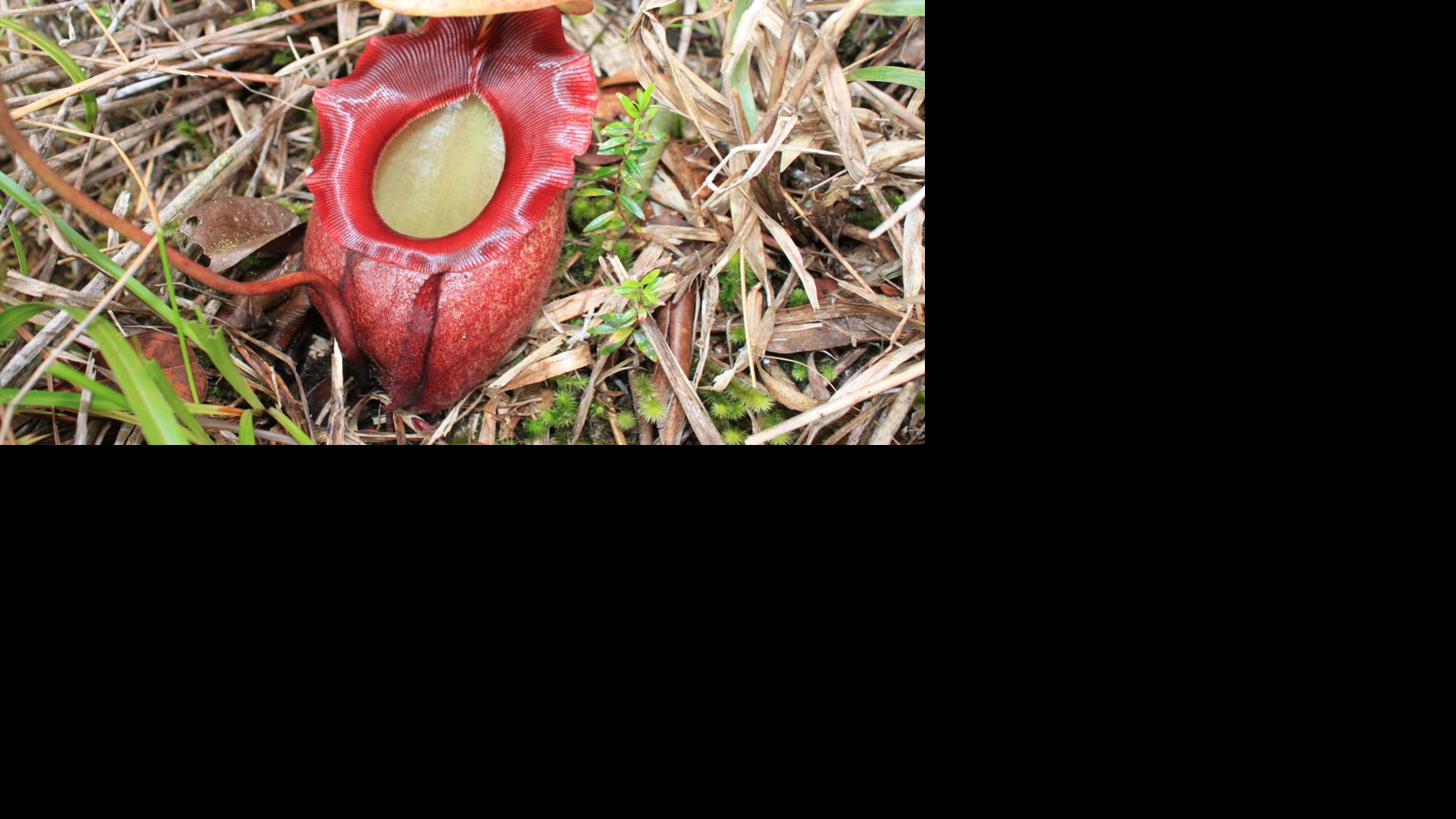 The mysterious world of carnivorous plants How and why they eat what