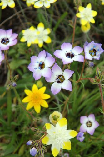 Gilia cream cups and goldfields wildflowers