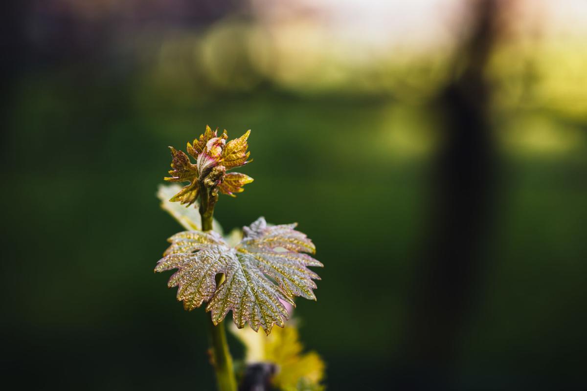 Bud break