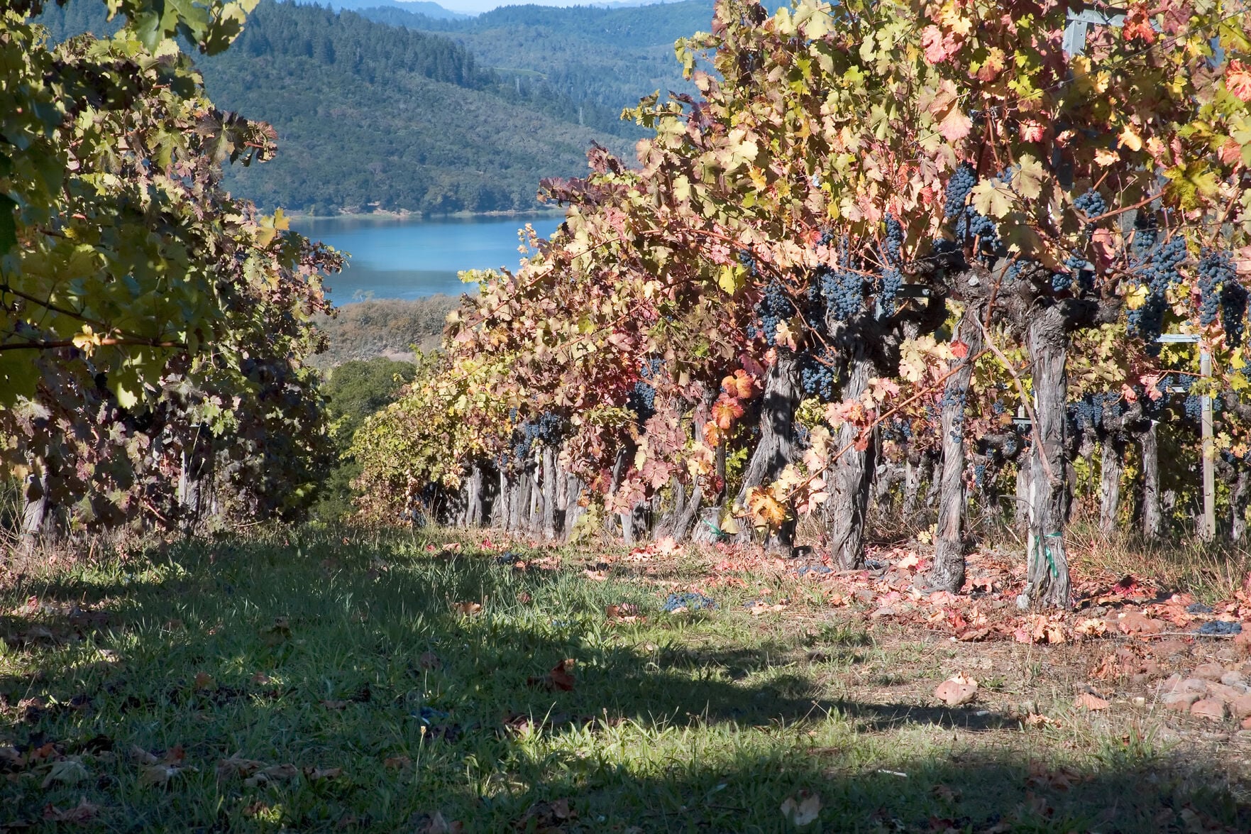 The Napa Valley Wine Exchange: Whats in store for fall?