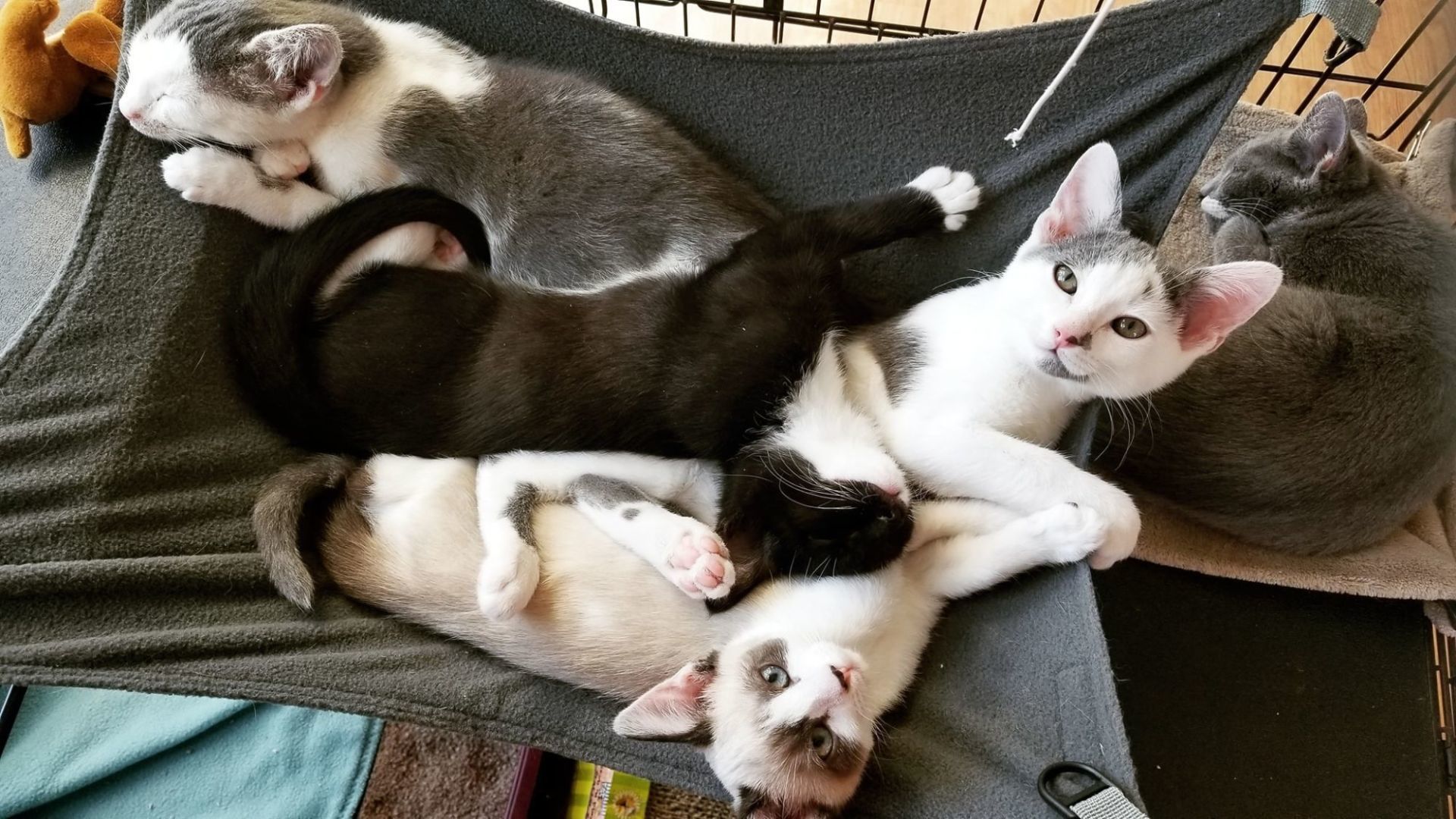 kitties of the valley