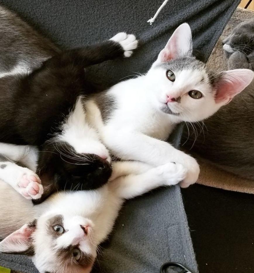 Adopt A Pet Barnyard Kitties Lifestyles Napavalleyregister Com