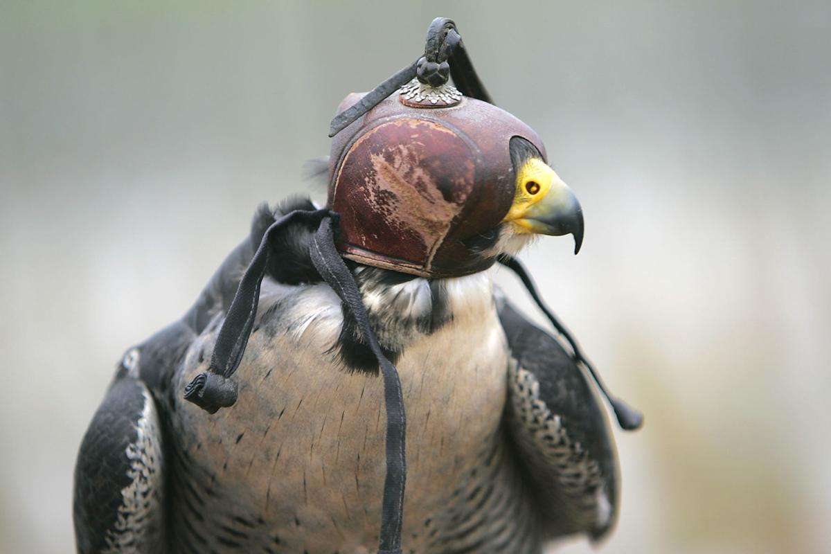 Napa Vineyard Owners Turn To Dive Bombing Falcons To Protect Grapes Local News Napavalleyregister Com A peregrine falcon can reach speeds of over 200 mph in a dive. napa vineyard owners turn to dive