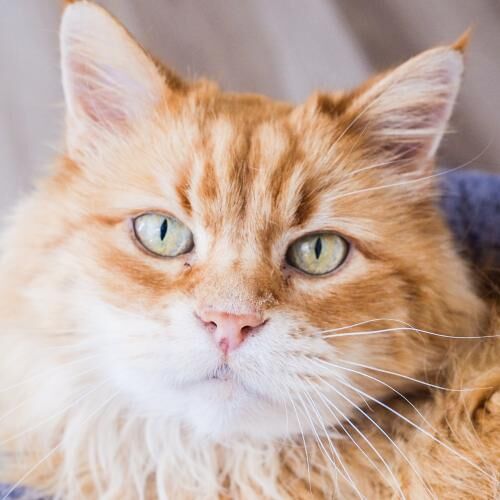 Harry (bonded with Precious)