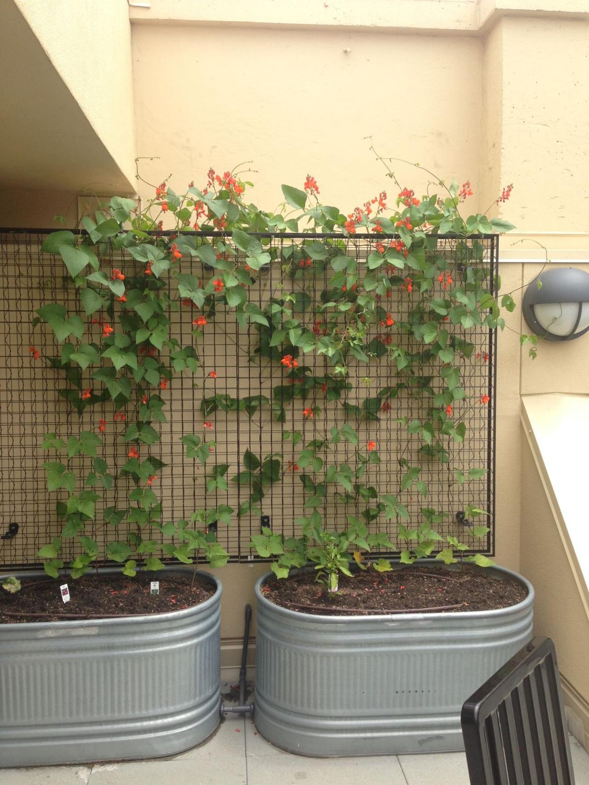 Growing Up Using Backyard Fences Home And Garden