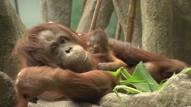 Baby Orangutan Debuts At Brookfield Zoo In Chicago News Napavalleyregister Com Baby Orangutan Debuts At Brookfield Zoo In Chicago News Napavalleyregister Com