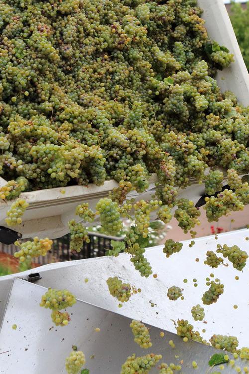 Harvest