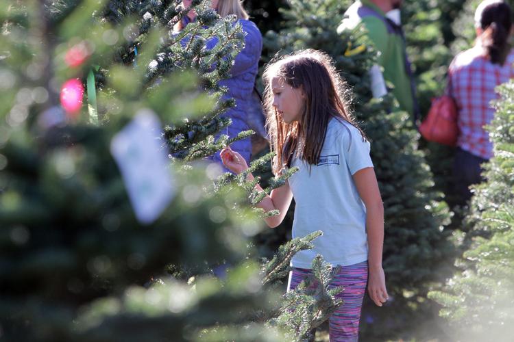 Supplies tight, but Christmas tree lots open in Napa County