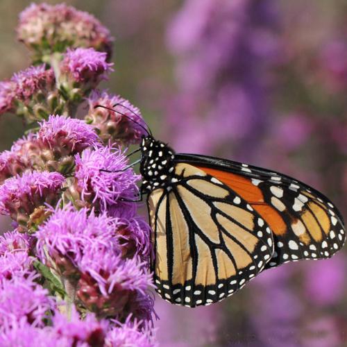 Enter for your chance to win a free Monarch Butterfly Kit