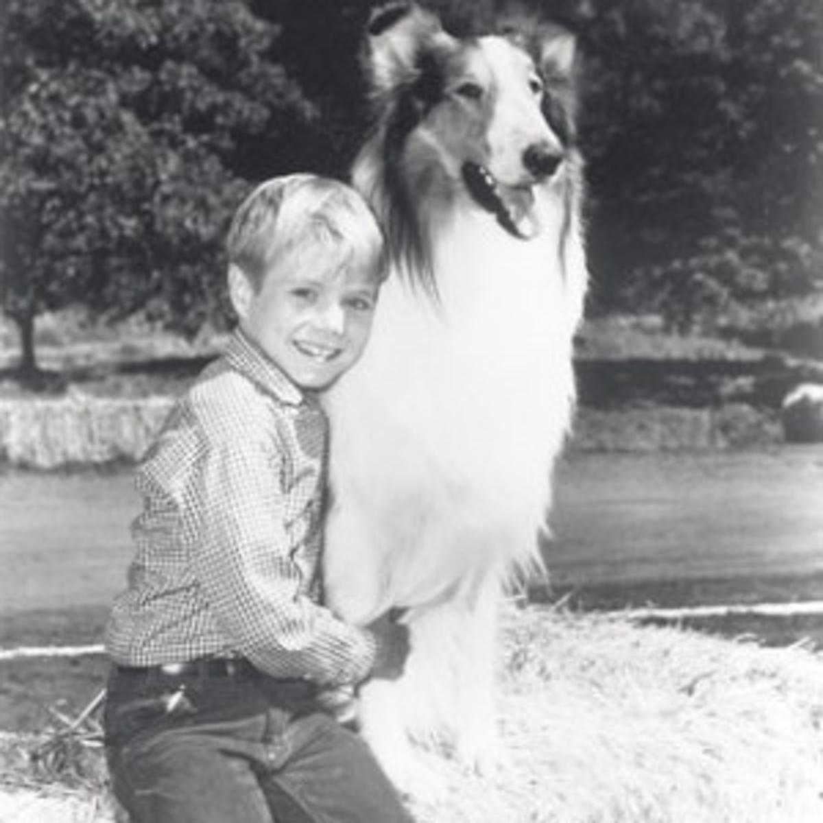 Remembering Days With Lassie Local News Napavalleyregister Com