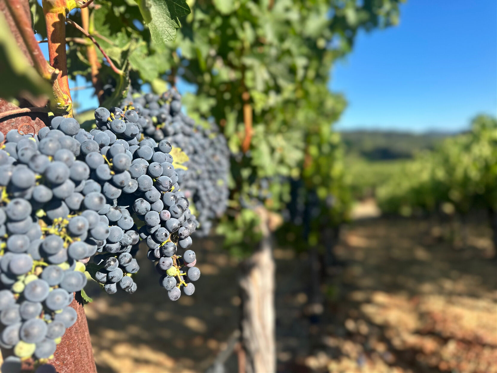 洋書 Beyond The Grapes: Napa Valley 洋書 Beyond The Grapes: Napa Valley 洋書 Beyond The Grapes