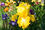 Napa County Master Gardeners: Helping your bearded iris to bloom