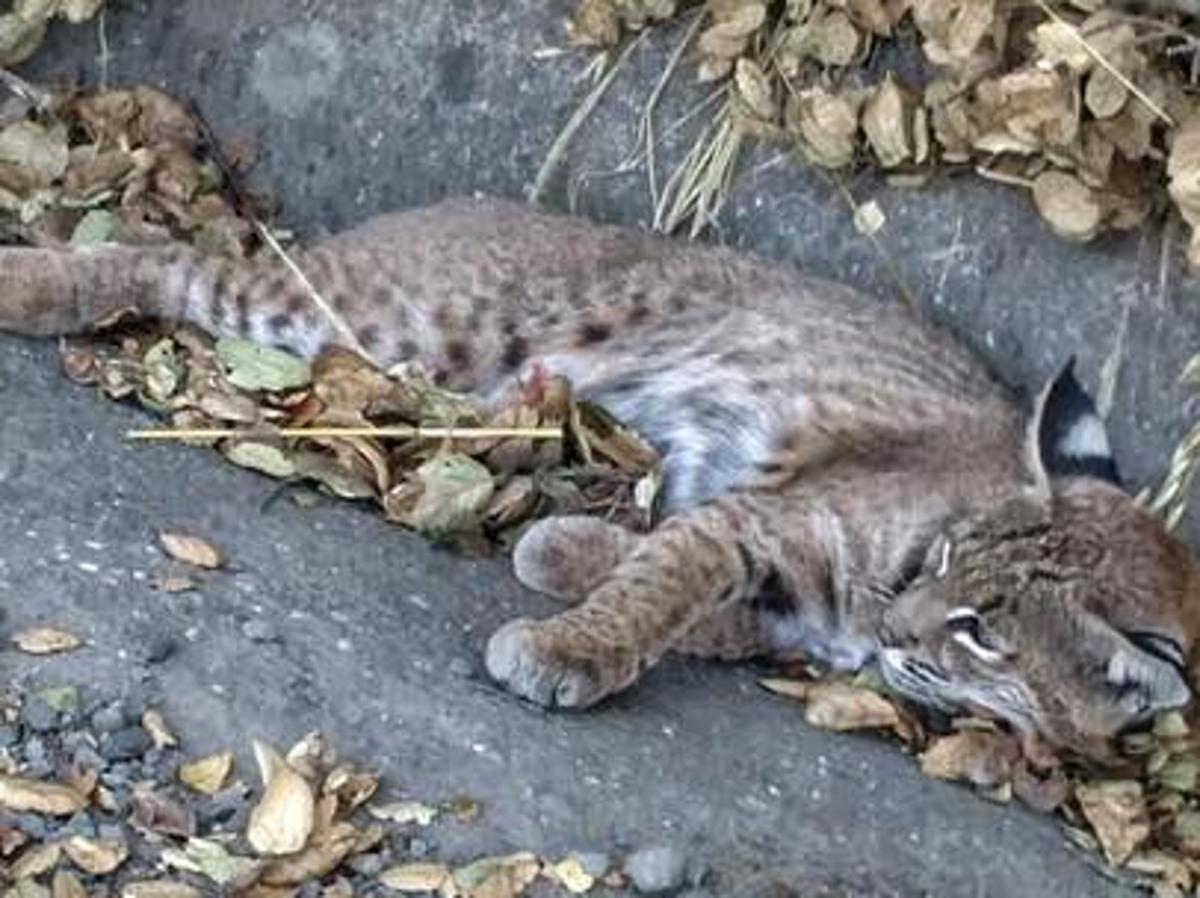 Injured Bobcat Rescued On Side Of Road Near Crockett California News Napavalleyregister Com