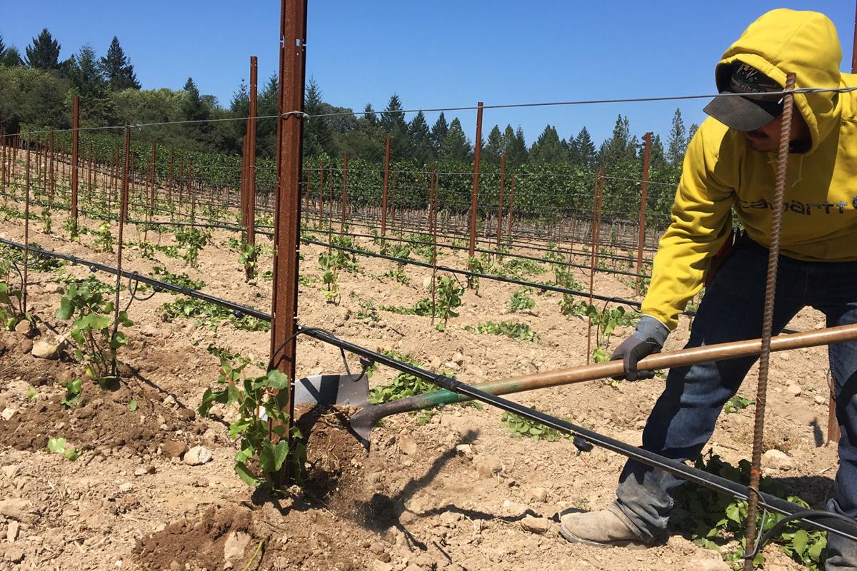Grafting in a Howell Mounatin vineyard 2