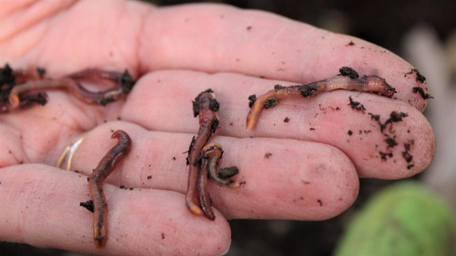 Worms from Worm Endings Unlimited, close-up