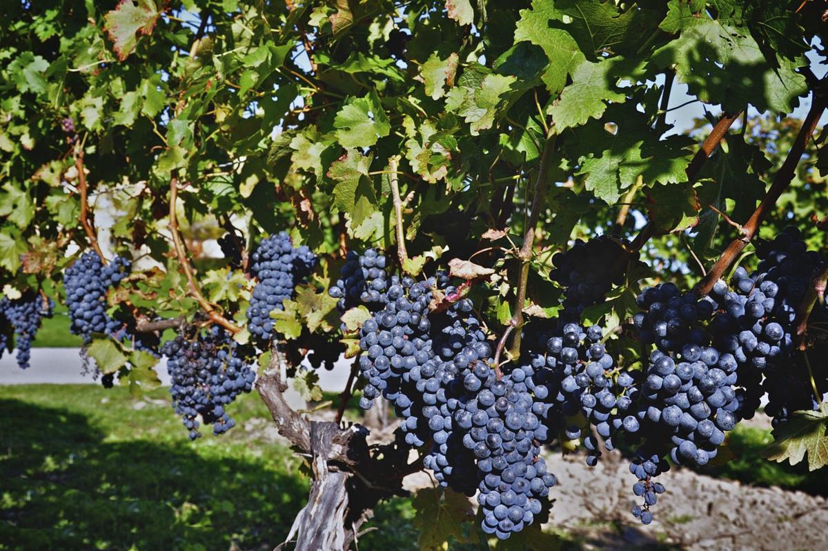 Gamay noir