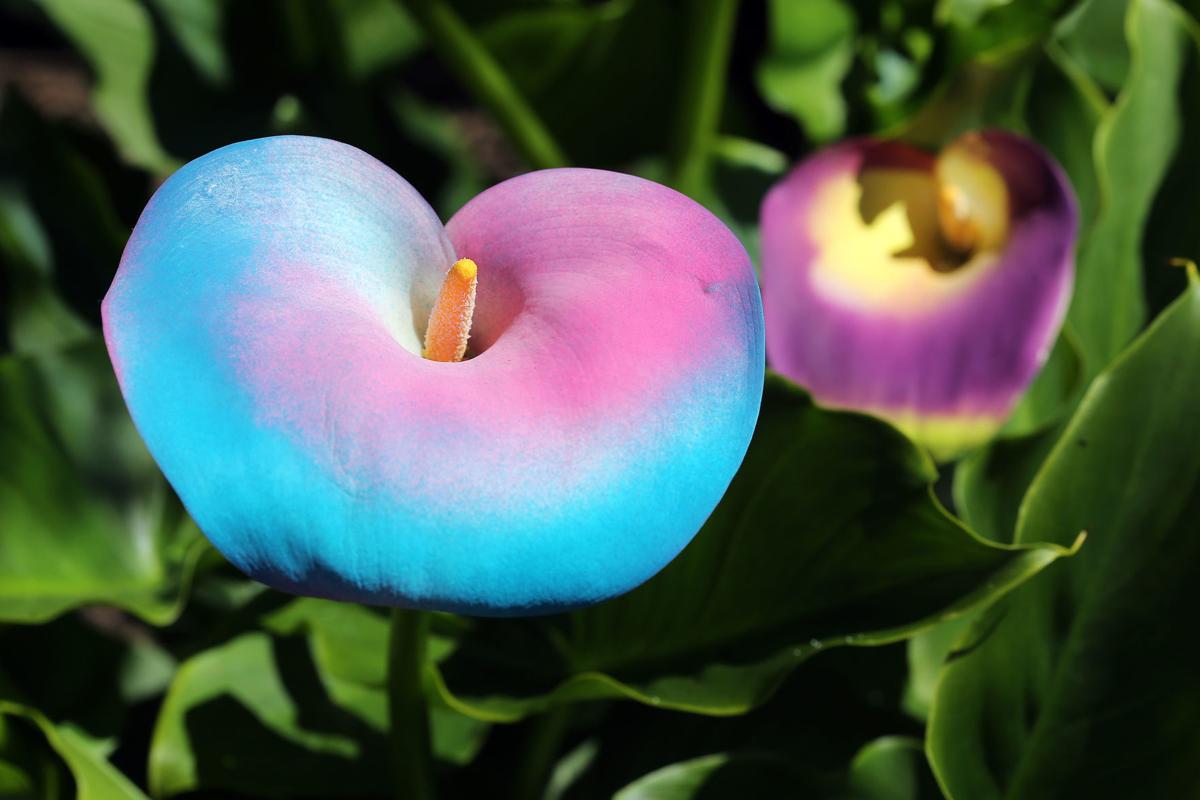 Get Wallpaper Good morning calla lily Free