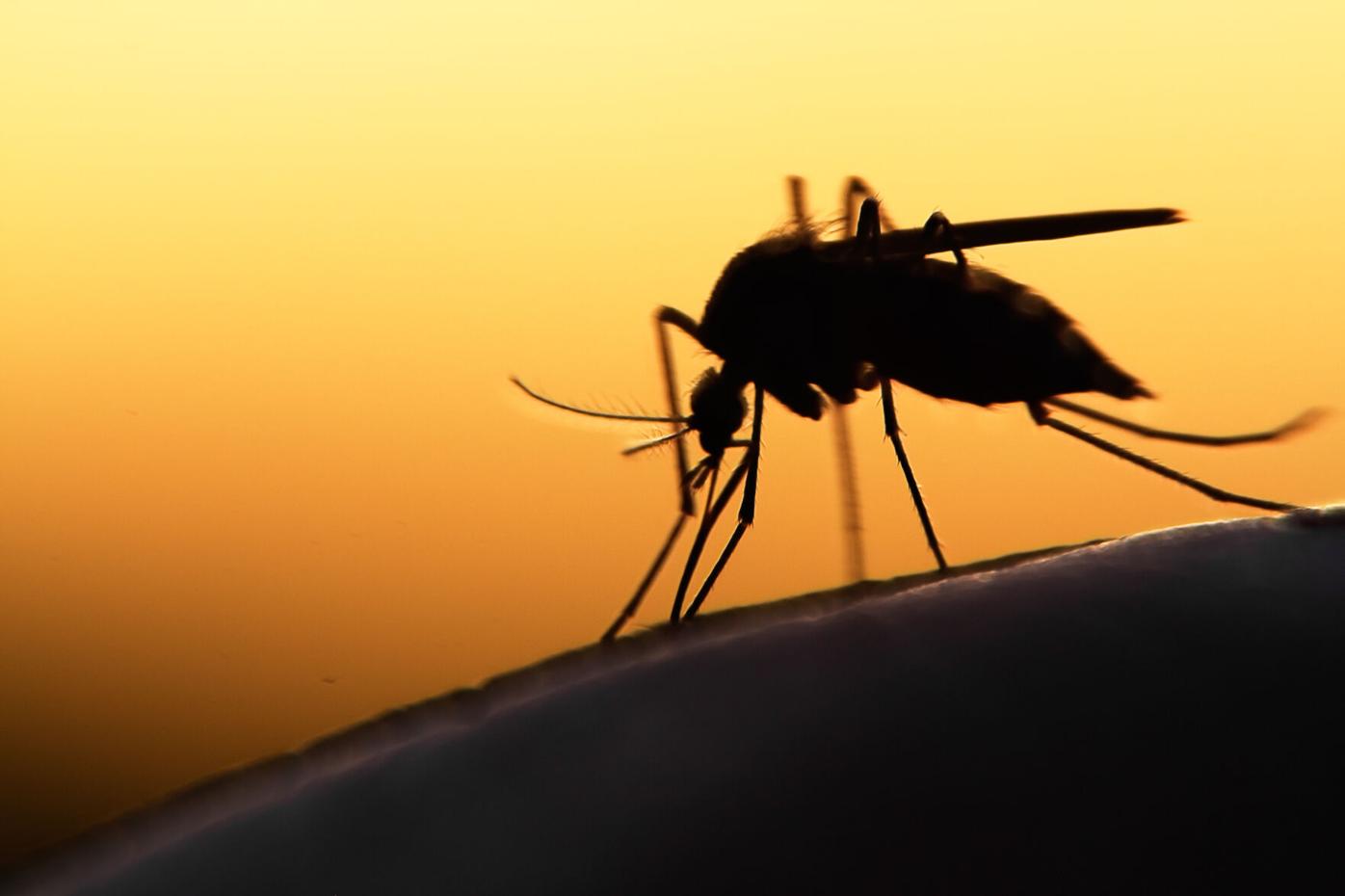 Napa monitors mosquito threat as Calif. dengue cases rise | News |  napavalleyregister.com