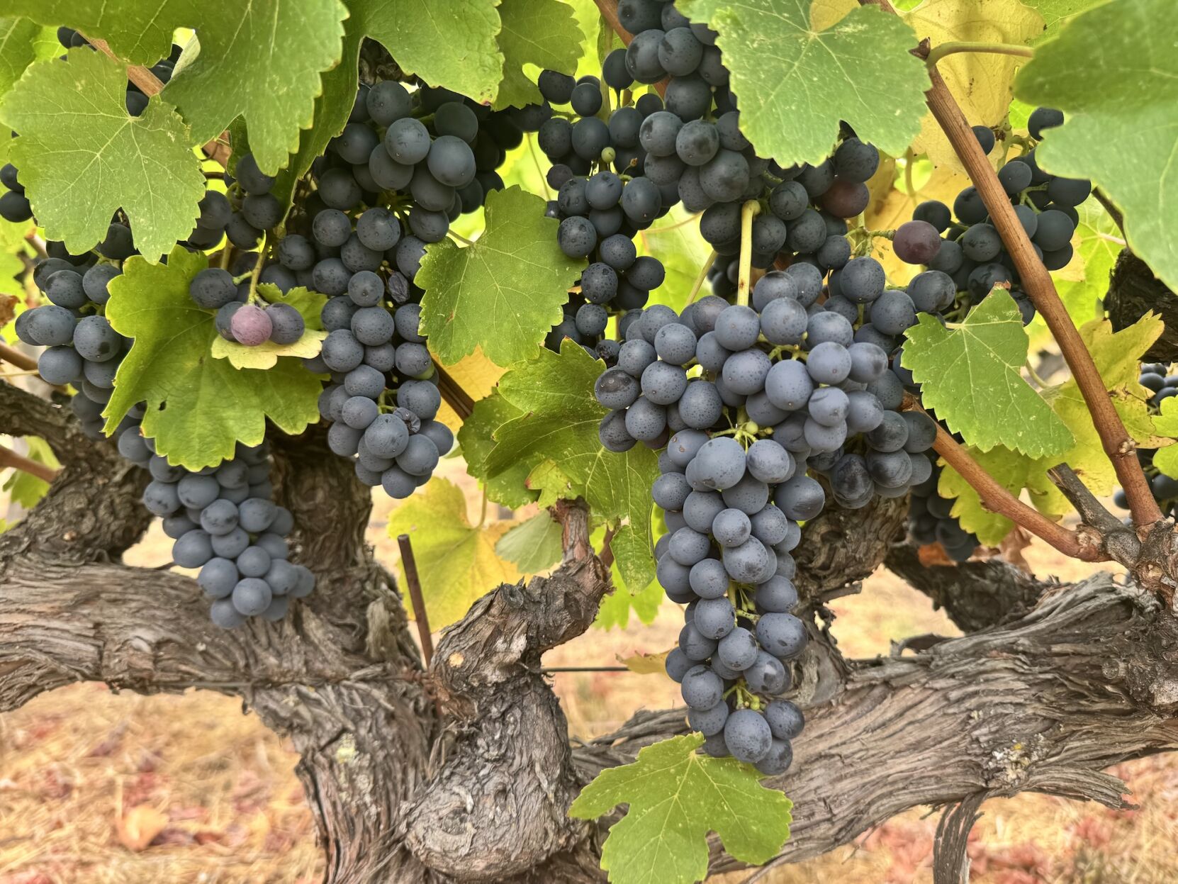 洋書 Beyond The Grapes: Napa Valley 洋書 Beyond The Grapes: Napa Valley 洋書 Beyond The Grapes