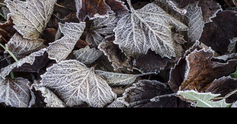 Napa County Master Gardeners: Preparing for winter | Home and Garden