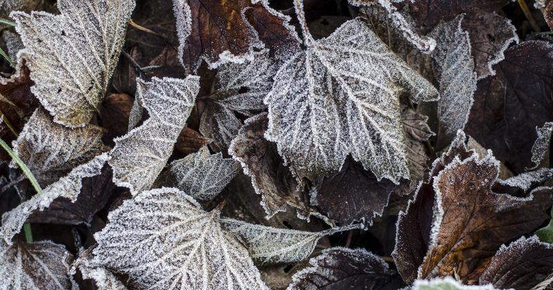 Napa County Master Gardeners: Preparing for winter | Home and Garden Napa County Master Gardeners: Preparing for winter | Home and Garden