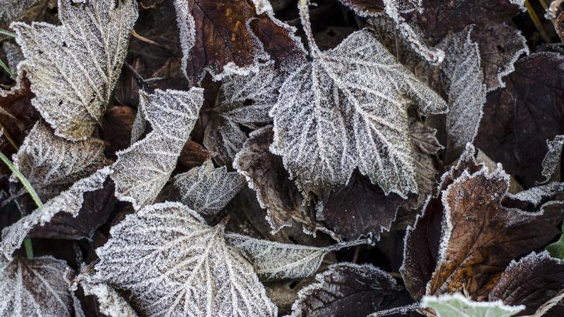 Napa County Master Gardeners: Preparing for winter | Home and Garden Napa County Master Gardeners: Preparing for winter | Home and Garden