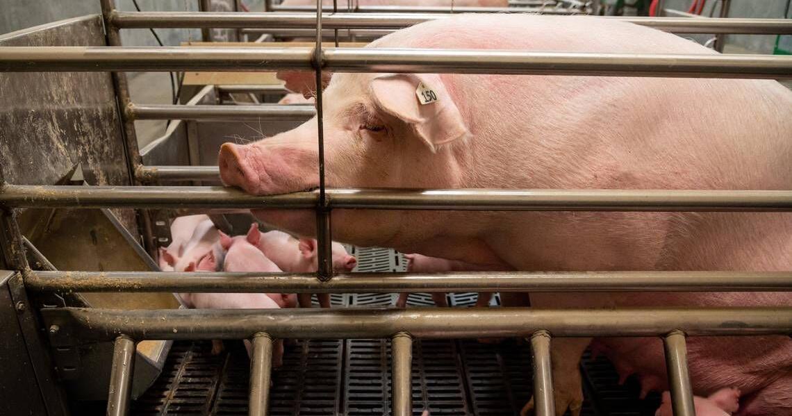Pork prices could soon rise in California as a new law takes effect. Will bacon cost more? - Vimarsana News