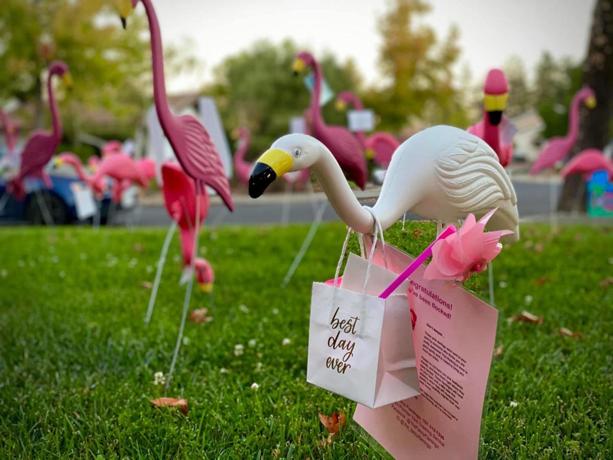 The Fancy Flamingo Takes Flight In Napa Business Napavalleyregister Com