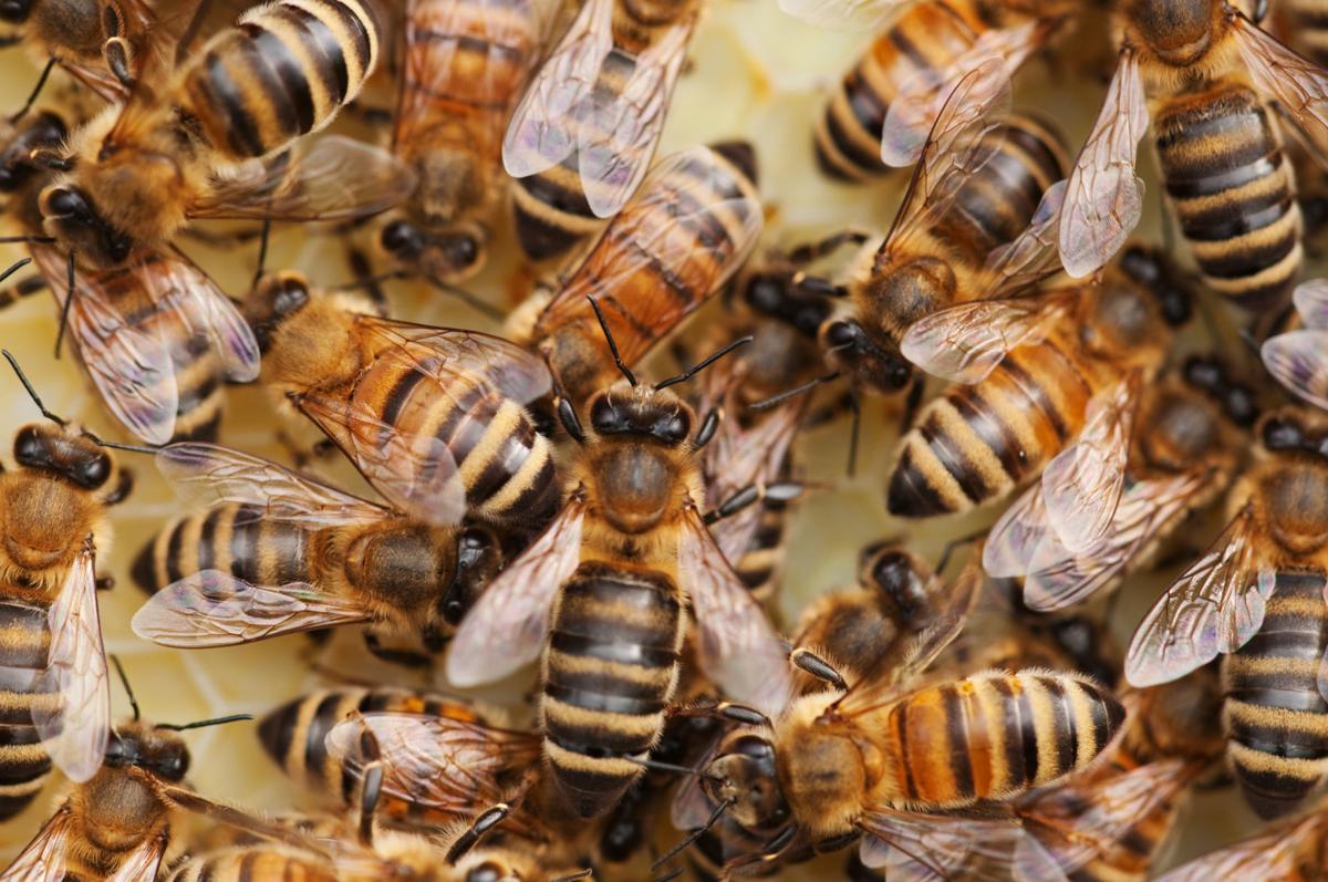 Honeybees