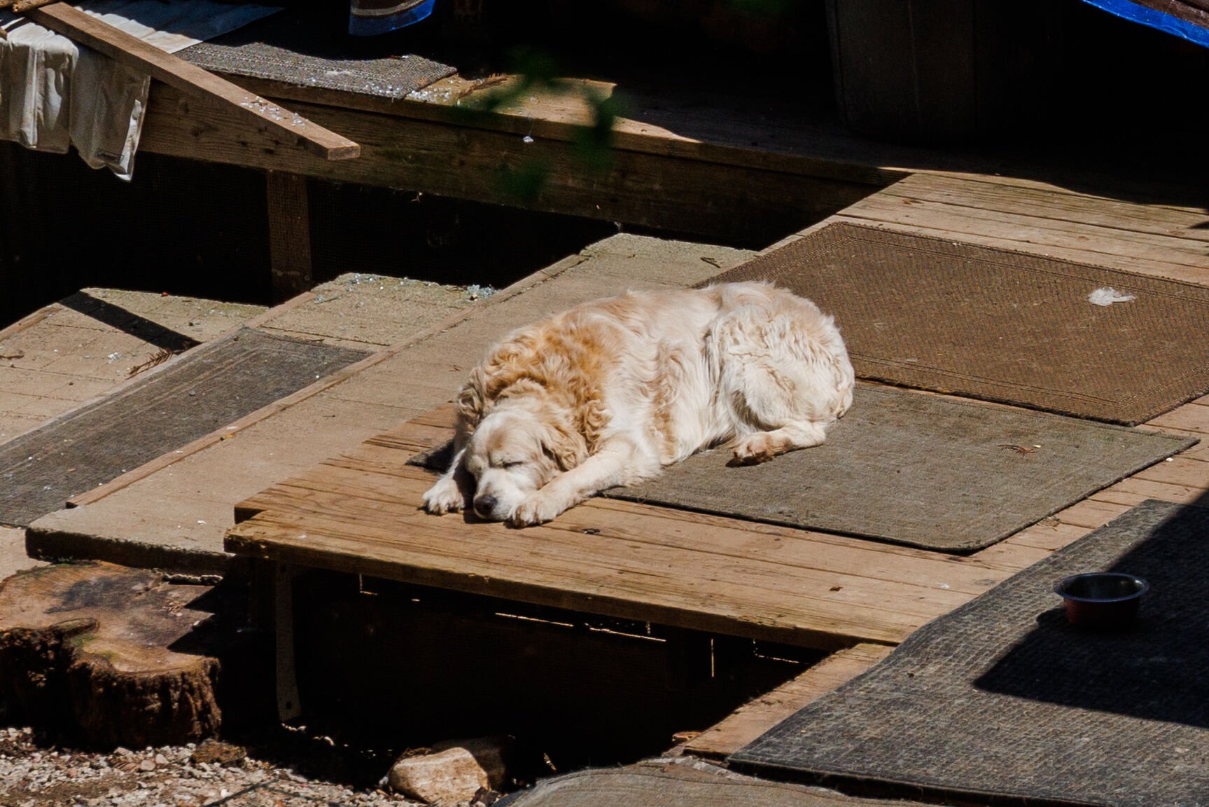 Winding sales creek goldendoodles