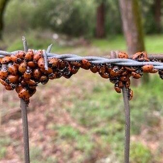 Learning about ladybugs in Napa County - Vimarsana News