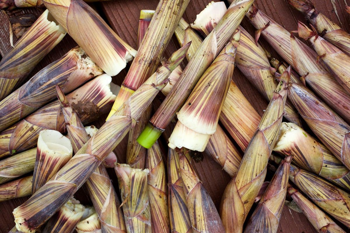 Bamboo invaded my yard; so I decided to eat it. Food
