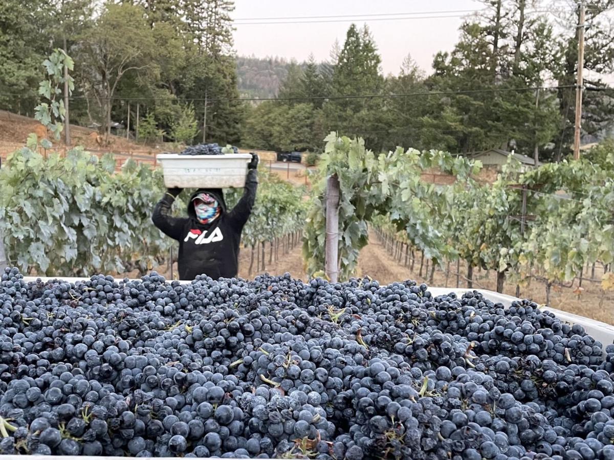 Harvest at Clif Family