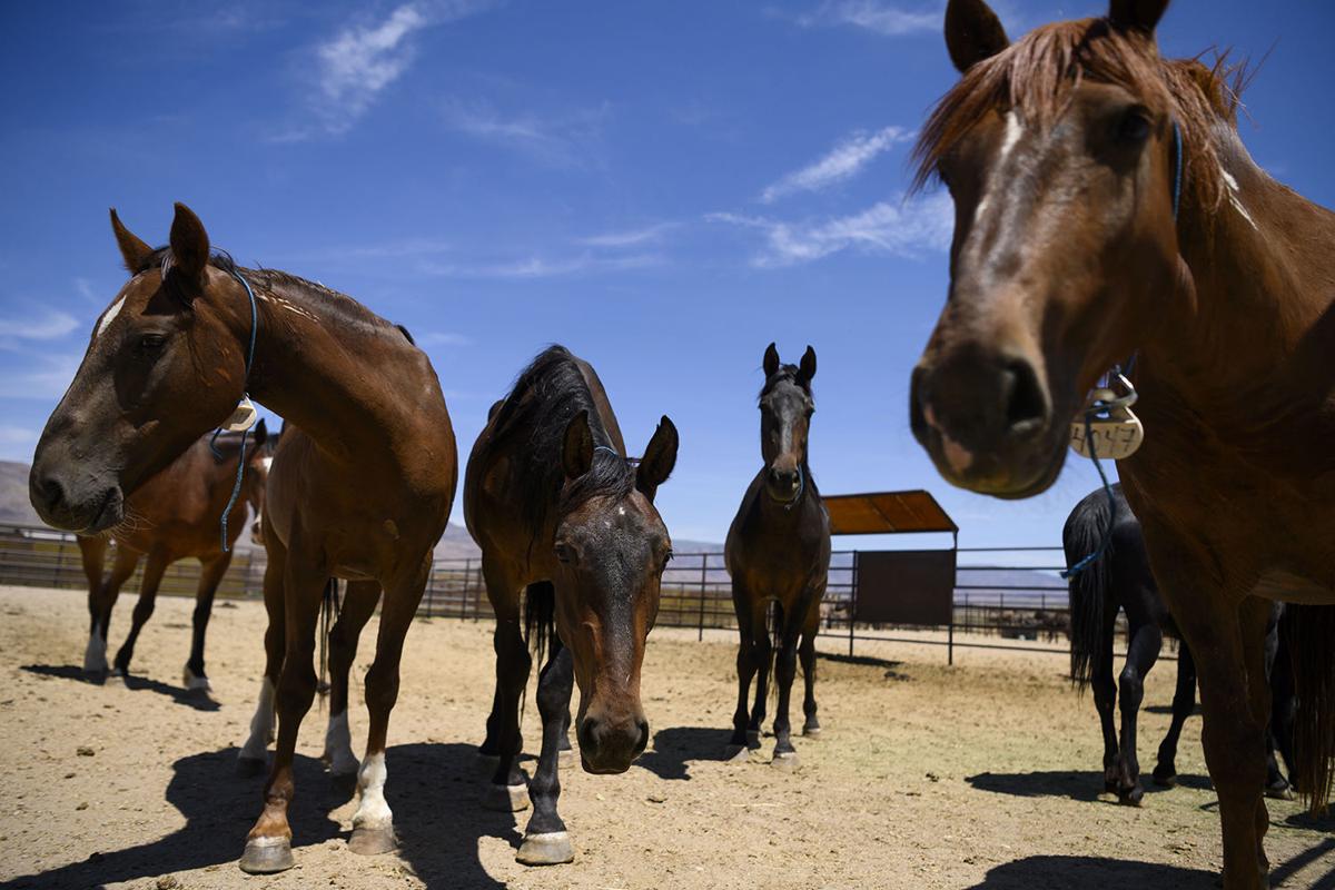 Wild Horses Have Long Kicked Up Controversy And Foes Say They Have Solution Lifestyles Napavalleyregister Com Medical advances and increased knowledge of equine health and disease have led to better care and increased longevity for many horses. napa valley register