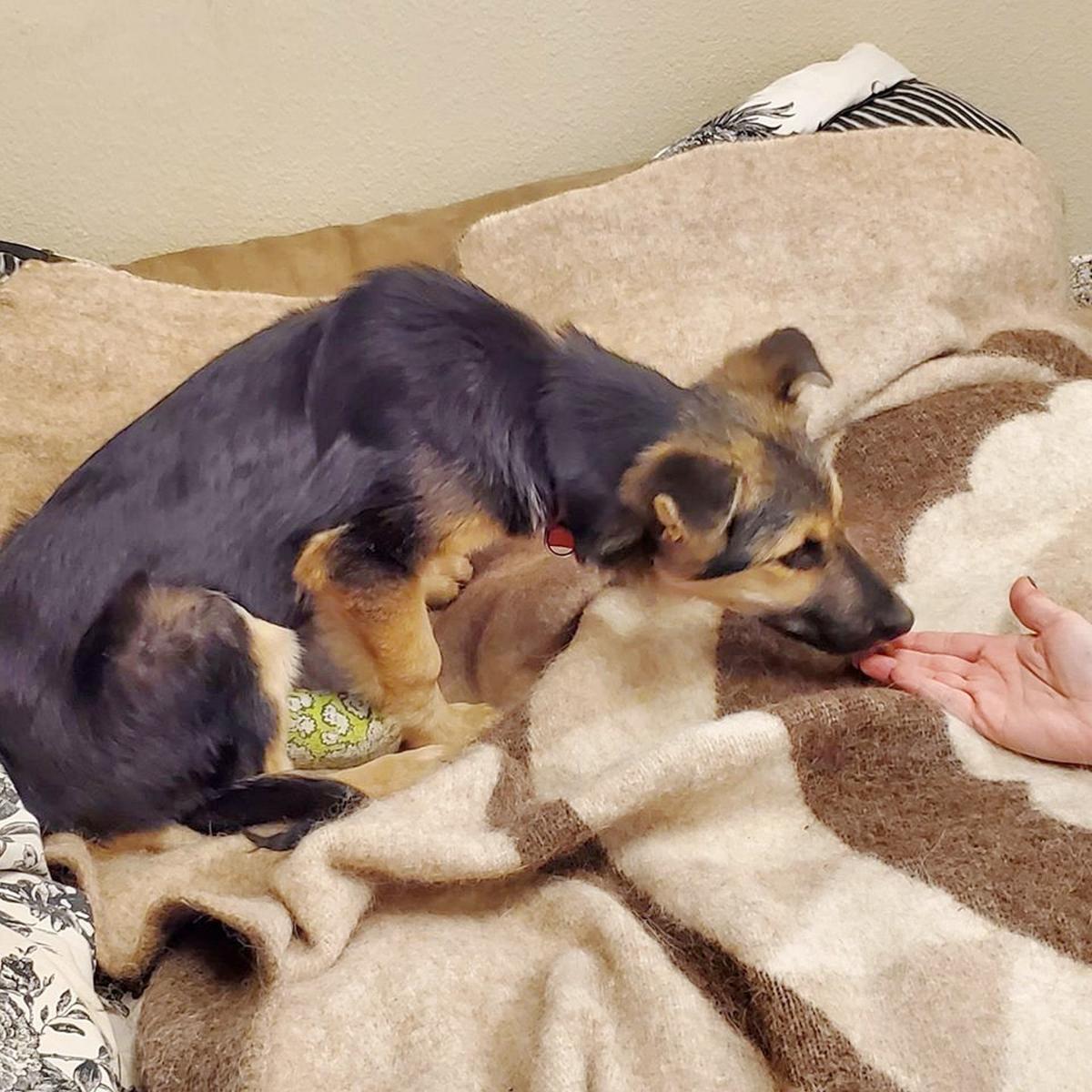 German Shepard Puppy Tinsel On The Mend After Accident News